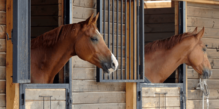 horse
